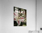 FLO 00605 Acrylic Print