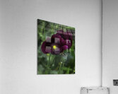 FLO 00584 Acrylic Print