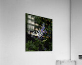 INS 00627 Acrylic Print