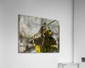 INS 00624 Acrylic Print