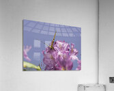 INS 00625 Acrylic Print