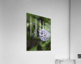 INS 00614 Acrylic Print