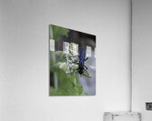 INS 00615 Acrylic Print