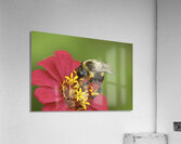 INS 00617 Acrylic Print