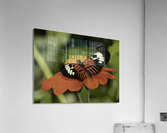 INS 00609 Acrylic Print