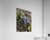 *INS 00644 Acrylic Print