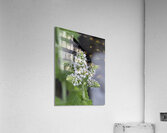 INS 00616 Acrylic Print