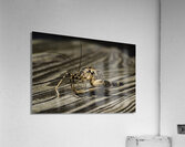 INS 00631 Acrylic Print