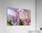 INS 00606 Acrylic Print