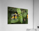 INS 00643 Acrylic Print