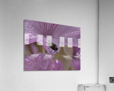 INS 00653 Acrylic Print