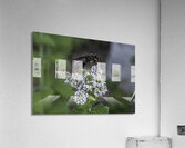 INS 00646 Acrylic Print