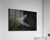 INS 00651 Acrylic Print