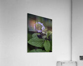 INS 00620 Acrylic Print
