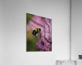 INS 00618 Acrylic Print