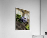 INS 00619 Acrylic Print