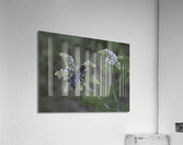 INS 00645 Acrylic Print