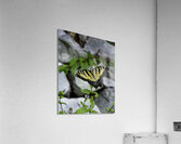 INS 00613 Acrylic Print