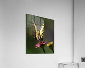 INS 00628 Acrylic Print