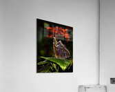 INS 00650 Acrylic Print