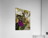 INS 00626 Acrylic Print