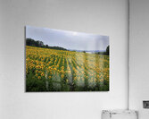 MIS 01094 Acrylic Print