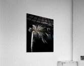 MIS 01052 Acrylic Print
