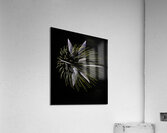 MIS 01056 Acrylic Print
