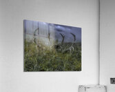 MIS 01124 Acrylic Print