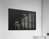 MIS 01119 Acrylic Print