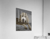 PEO 01214 Acrylic Print