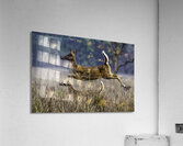 ACT 01466 Acrylic Print
