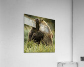 ACT 01391 Acrylic Print