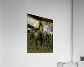 ACT 01394 Acrylic Print