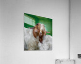 ANI 01694 Acrylic Print
