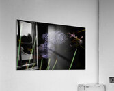 ANI 01693 Acrylic Print