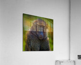 ANI 01700 Acrylic Print