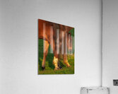 ANI 01689 Acrylic Print