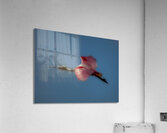 BIR 01721 Acrylic Print