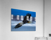 *BIR01723 Acrylic Print