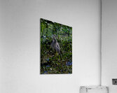 BIR 01719 Acrylic Print
