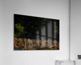 BIR 01712 Acrylic Print