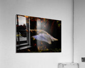 BIR 01716 Acrylic Print