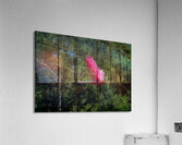 BIR 01720 Acrylic Print