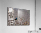 BIR 01727 Acrylic Print