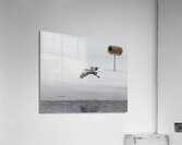 BIR 01709 Acrylic Print