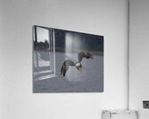 BIR 01714 Acrylic Print