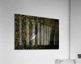 BIR 01717 Acrylic Print