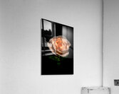 FLO 01817 Acrylic Print