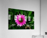 FLO 01791 Acrylic Print